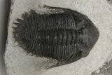 Kayserops Trilobite Fossil - Morocco #229744-3